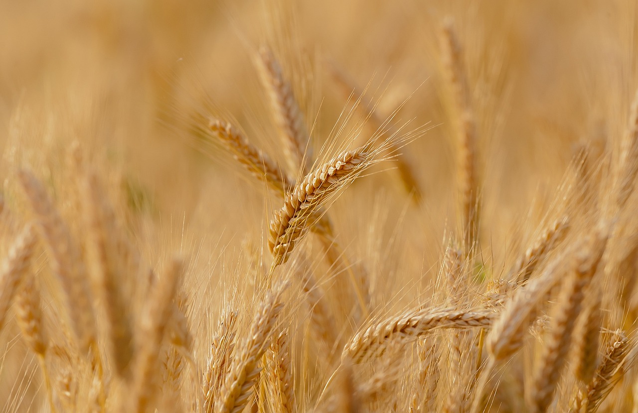The Importance of Supporting Local Farmers